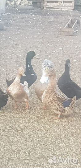 Утки и гуси, петухи на племя