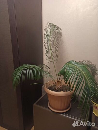 Пальма цикас