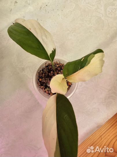 Филодендроны,аглаонема,спатик, сингониумы, фикус