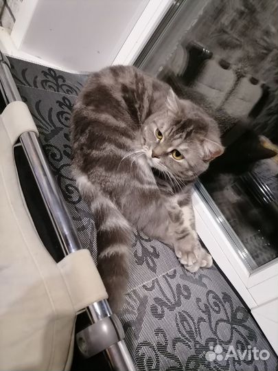 Отдам кота в добрые руки
