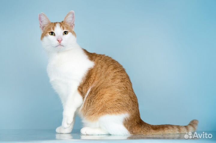 Кошка Ирма в дар, в добрые руки