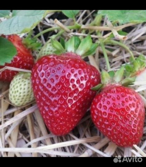 Рассада клубники