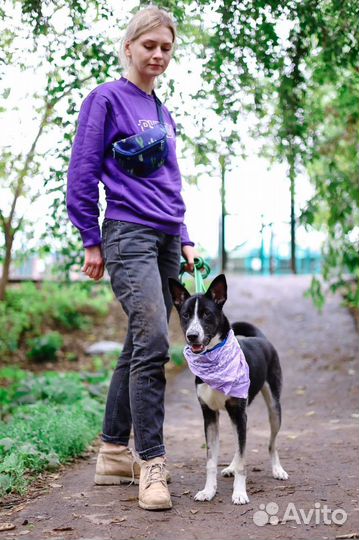 Бездомная собака