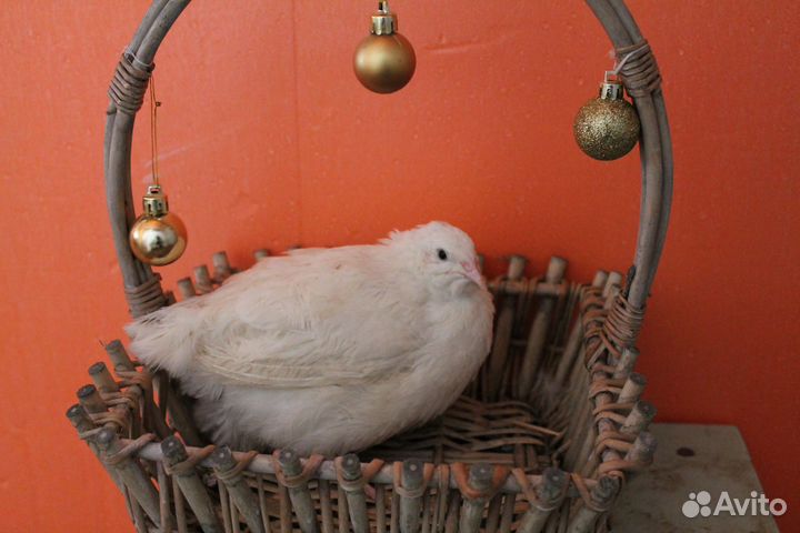 Перепела техасец