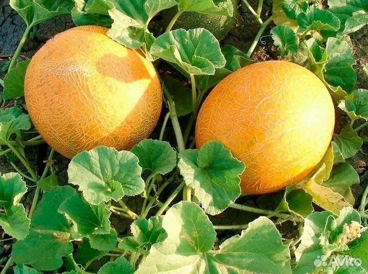 Дыня Эфиопка, дыня лада