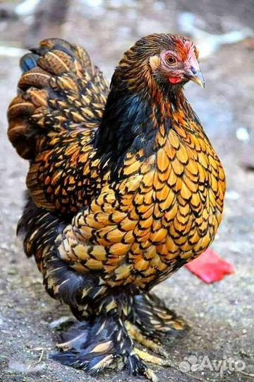 Домашние куриные яйца