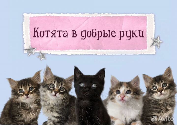 Котята в добрые руки (с доставкой)