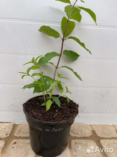 Гортензия метельчатая XS Лайт С3