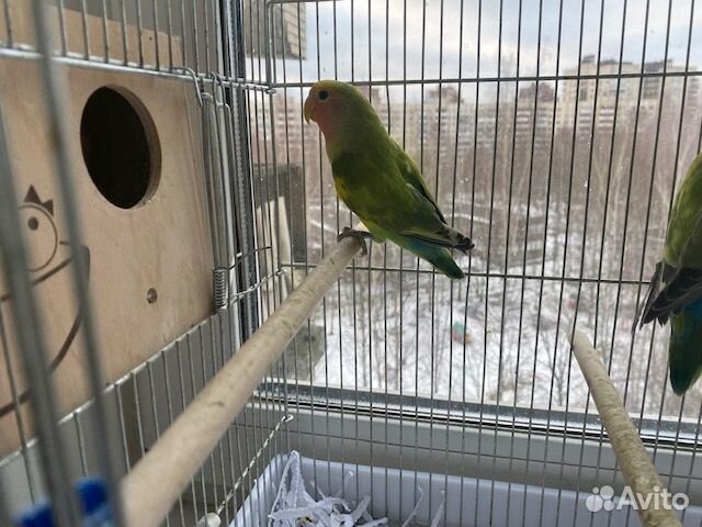 Попугай неразлучники