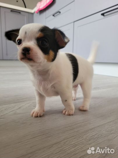 Щенки чихуахуа