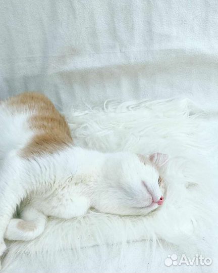 Гоша ищет семью