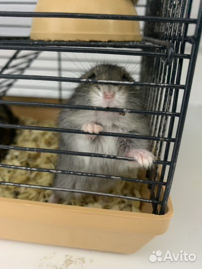 Джунгарский хомяк и серийский хомяк