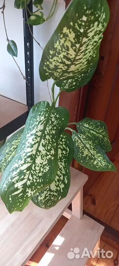 Диффенбахия