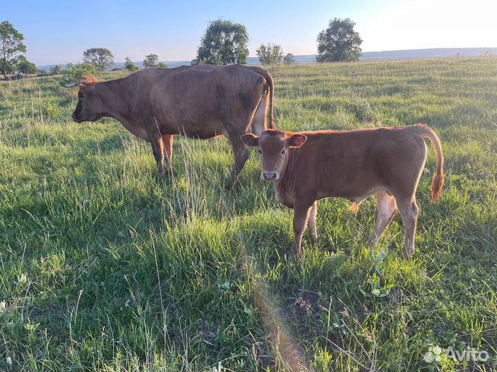 Корова с бычком