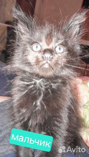 Котята Мейн-кун