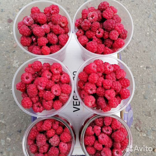 Малина красная, смородина чёрная