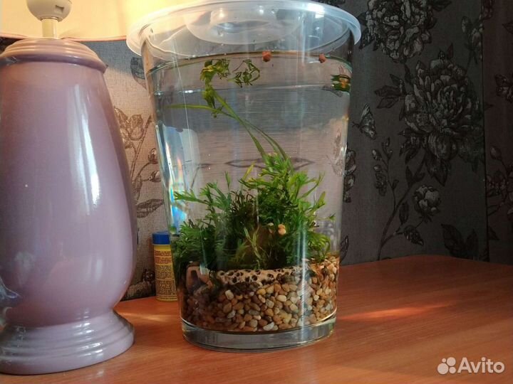 Аквариум тяжелая, устойчивая ваза 5,5 литров