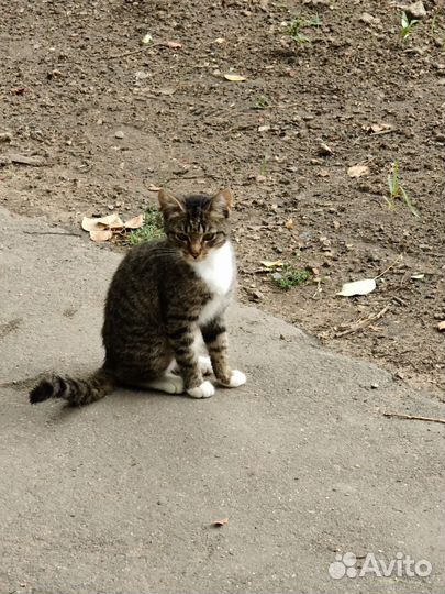 Кошка котёнок подросток в добрые руки