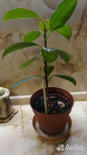 Фикус,молоденький