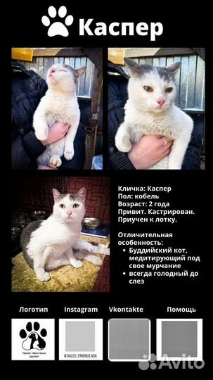 Кот в добрые руки