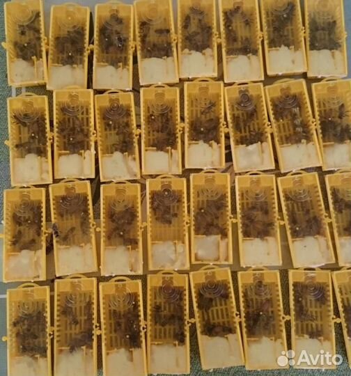 Пчеломатки