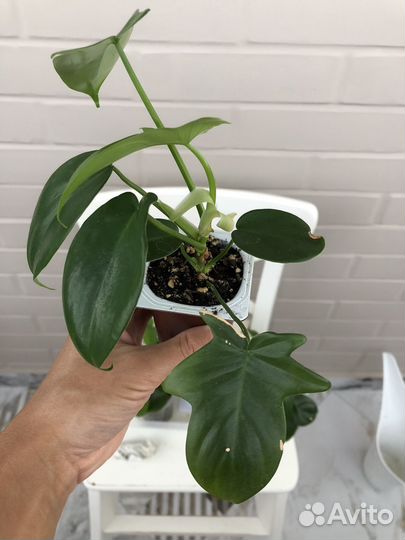 Филодендрон Педатум (philodendron Pedatum)