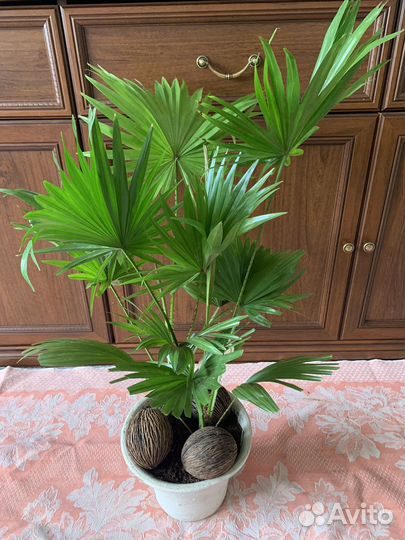 Пальма ливистона