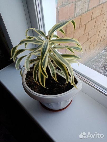 Пальма драцена