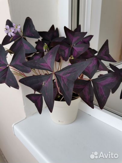 Кислица (Оксалис) фиолетовая