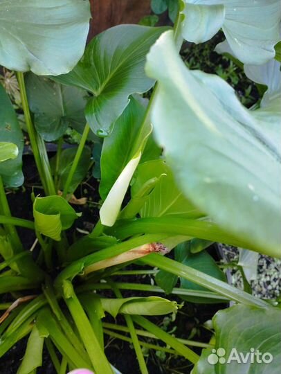 Калла эфиопская