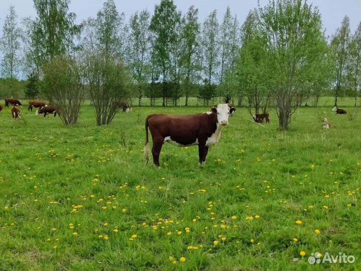 Телки герефорд