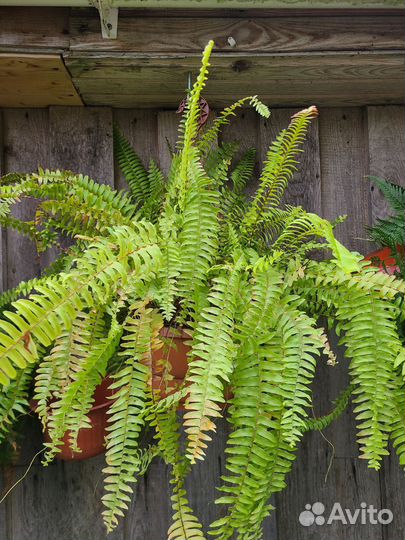 Папоротник нефролепис