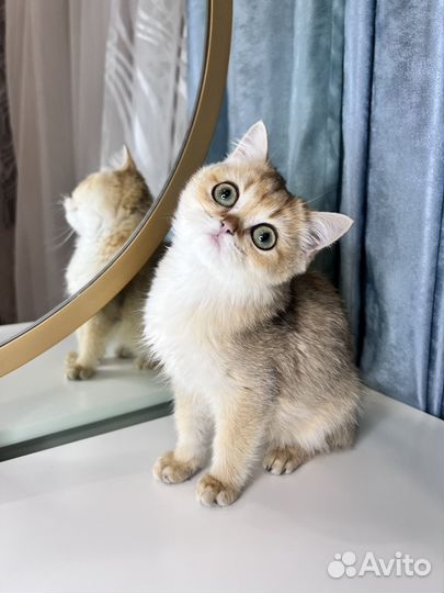 Британские котята золотая шиншилла