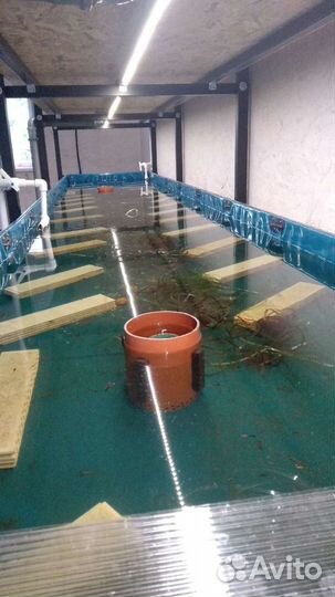 Раки Аккр(австралийцы)