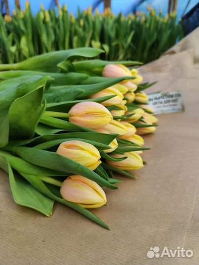 Детки тюльпанов