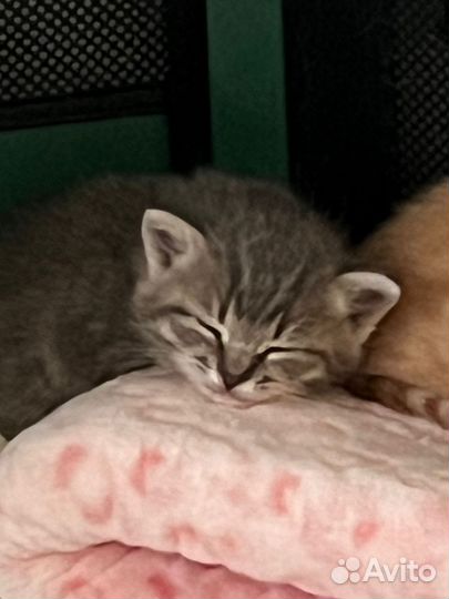 Котята в самые добрые руки
