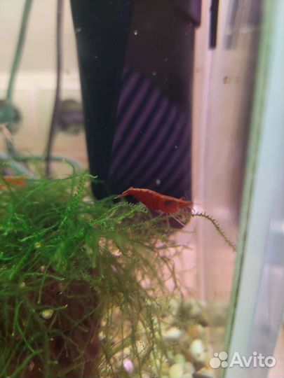 Аквариумные креветки