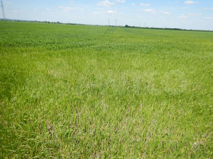 Участок 7 га (СНТ, ДНП)