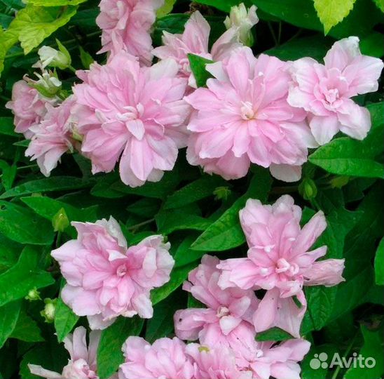 Калистегия махровая (многолетняя лиана)