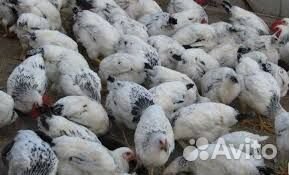 Куры молодки