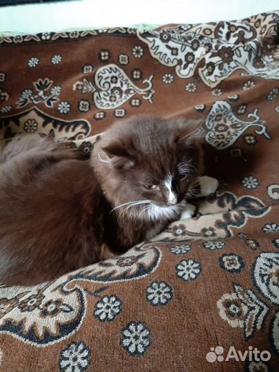 Кошка в дар