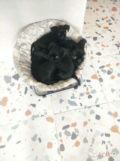 Груминг шнауцеров и гриффонов