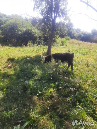 Телочка 5 месяцев