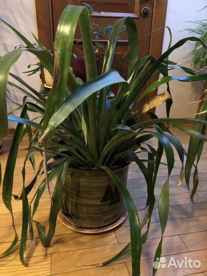 Бильбергия