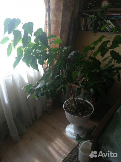 Китайская роза