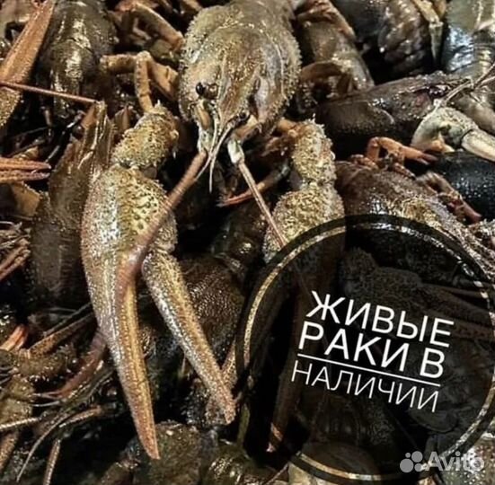 Живые раки