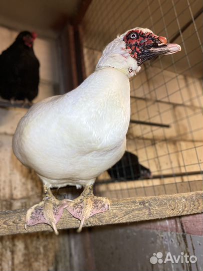 Семья индоуток (3+1)