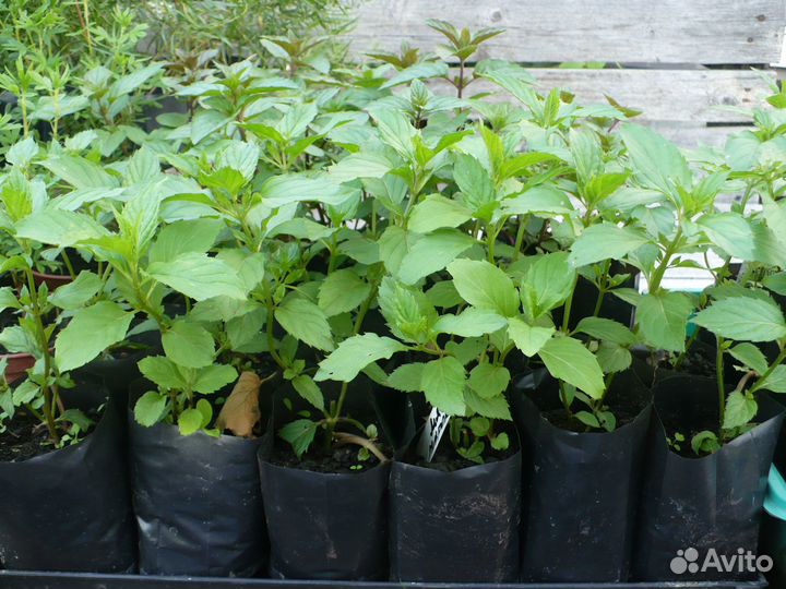 Мята сортовая (Шоколадная, Марокканская, Курчавая)