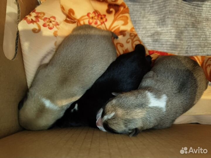 Щенки бесплатно