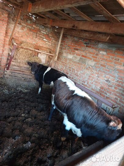 Бычки и телята